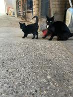 Kitten, Dieren en Toebehoren, Kattenbakken, Ophalen of Verzenden
