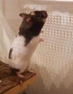 Lieve jonge hamster van 5 maandjes met terrarium ♡, Dieren en Toebehoren, Knaagdieren, Juni, Vrouwelijk, Hamster