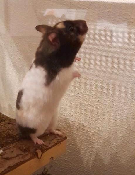 Lieve jonge hamster van 5 maanden♡, Dieren en Toebehoren, Knaagdieren, Vrouwelijk, Hamster, Juni