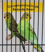 Jonge groene grasparkieten, Dieren en Toebehoren, Vogels | Parkieten en Papegaaien, Meerdere dieren, Parkiet, Tam