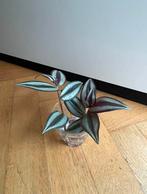 🌱 Vaderplant Trandescantia zebrina gewortelde stekjes, Bloeiende kamerplant, Ophalen, Halfschaduw, Minder dan 100 cm