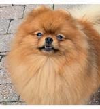 Pomeranian  dekreu getest op S/M/C/M/PL vrij  FCI-stamboom, Dieren en Toebehoren, Honden | Dekreuen, Reu, CDV (hondenziekte), 1 tot 2 jaar