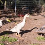 Indische loopeenden, Dieren en Toebehoren, Pluimvee, Meerdere dieren, Eend