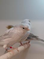 Kanaries agaat opaal wit en agaat opaal geel mozaiek, Meerdere dieren, Kleurkanarie