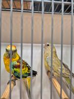 Roodrug oarkieten, Dieren en Toebehoren, Vogels | Parkieten en Papegaaien, Meerdere dieren, Parkiet