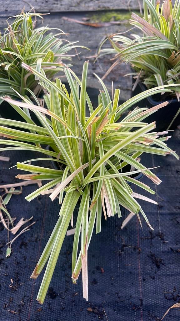 Siergrassen carex green sceptre groenblijvend p9 volle pot, Tuin en Terras, Planten | Tuinplanten, Ophalen, Siergrassen, Halfschaduw