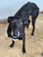 ACE: Cubana is een hele lieve en brave ziel, Dieren en Toebehoren, 6 jaar of ouder, Particulier, Galgo, Buitenland