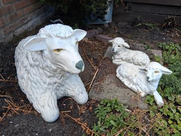 3 Beelden van Schapen. beschikbaar voor biedingen