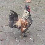 Gratis haan of hanen, Dieren en Toebehoren, Pluimvee, Mannelijk