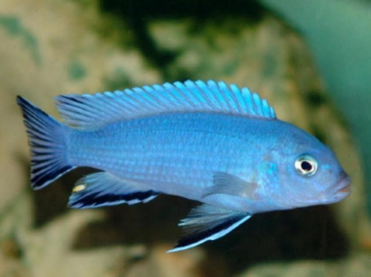 50 soorten Malawi cichlide sterke kleurige aquariumvissen, Dieren en Toebehoren, Vissen | Aquariumvissen, Vis