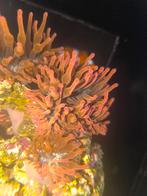 Entacmaea quadricolor (Sunburst-Rainbow anemoon), Dieren en Toebehoren, Vissen | Aquariumvissen, Vis