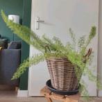 Asparagus (sierasperge), Huis en Inrichting, Kamerplanten, Ophalen, Overige soorten, Halfschaduw, Minder dan 100 cm