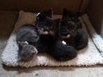 3 kerngezonde boerderij kittens te koop; ontvlooid ontwormd, Dieren en Toebehoren, Meerdere dieren, Ontwormd