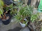 Palmboomstekjes trachycarpus fortunei, Tuin en Terras, Planten | Bomen, Minder dan 100 cm, Volle zon, Ophalen of Verzenden, Palmboom