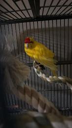 Kakariki, Dieren en Toebehoren, Vogels | Parkieten en Papegaaien, Mannelijk, Parkiet