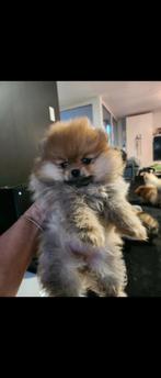 Pomeriaan reuke, België, Particulier, HCC (leverziekte), 15 weken tot 1 jaar