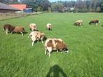 Mooie bonte lammeren, Dieren en Toebehoren, Schapen, Geiten en Varkens, Mannelijk, Schaap