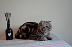 Britse korthaar kater, Dieren en Toebehoren, Kater, Gechipt, 0 tot 2 jaar
