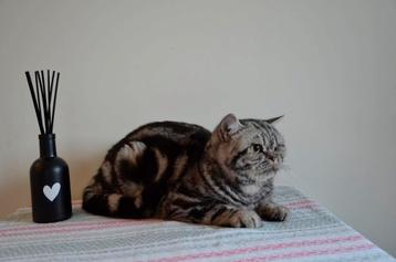 Britse korthaar kater beschikbaar voor biedingen