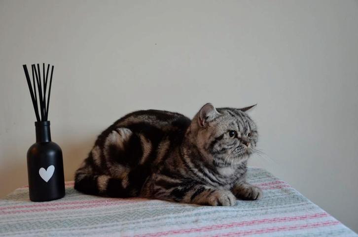 Britse korthaar kater, Dieren en Toebehoren, Katten en Kittens | Raskatten | Korthaar, Kater, 0 tot 2 jaar, Met stamboom, Gechipt