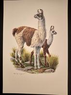 Lama, Verzenden, 1980 tot heden, Zo goed als nieuw, Dier