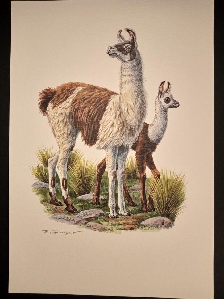 Lama, Verzamelen, Foto's en Prenten, Zo goed als nieuw, Prent, Dier, 1980 tot heden, Verzenden