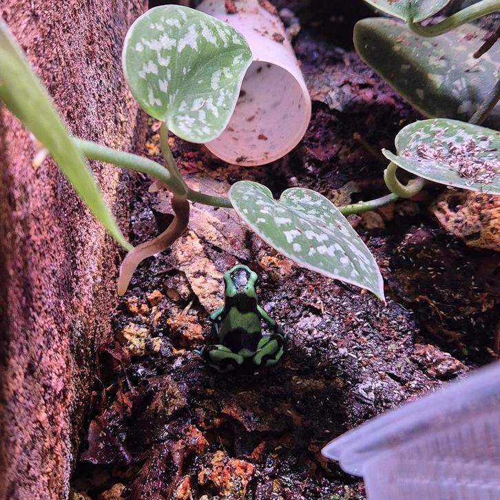 Dendrobates Auratus Costa rica 3 stuks voor 50 euro