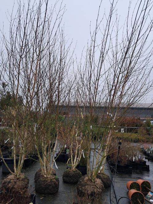Meerstammige witte berken! 350 cm hoog! Betula Doorenbos, Tuin en Terras, Planten | Bomen, Zuilboom, 250 tot 400 cm, Halfschaduw