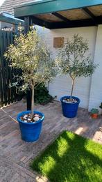 2 olijfbomen, hoogte 1.75 m, Tuin en Terras, Planten | Bomen, Volle zon, Ophalen of Verzenden, 100 tot 250 cm, Olijfboom