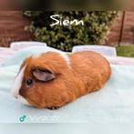 Zeer rustige beer - Siem - adoptie, Dieren en Toebehoren, Mannelijk, Cavia, Voor 1 juli 2024, Tam