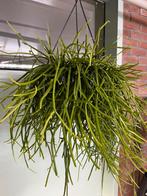 Rhipsalis kirbergii, Ophalen of Verzenden, Overige soorten, Minder dan 100 cm