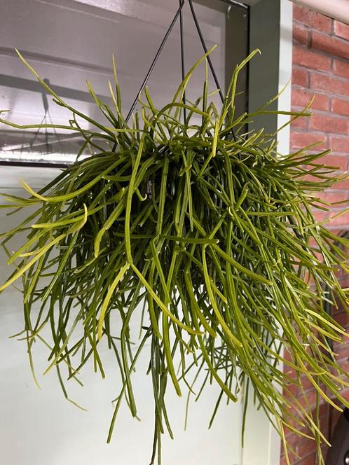 Rhipsalis kirbergii, Huis en Inrichting, Kamerplanten, Overige soorten, Minder dan 100 cm, Ophalen of Verzenden