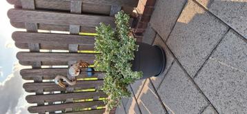 Klein boompje en plant in pot voor in de tuin. Bieden svp! beschikbaar voor biedingen