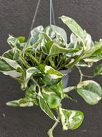 Epipremnum pinnatum Njoy p14 hangpot, Huis en Inrichting, Kamerplanten, Minder dan 100 cm, Ophalen of Verzenden, Halfschaduw