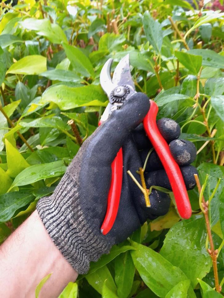 Tuinonderhoud en tuinrenovatie aangeboden, Diensten en Vakmensen, Tuinmannen en Stratenmakers, Hekwerk of Schuttingen, Tuin- of Vijveraanleg