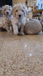 Super mooie multi x labradoodle australiën doodle pups, Dieren en Toebehoren, Overige rassen, CDV (hondenziekte), 8 tot 15 weken