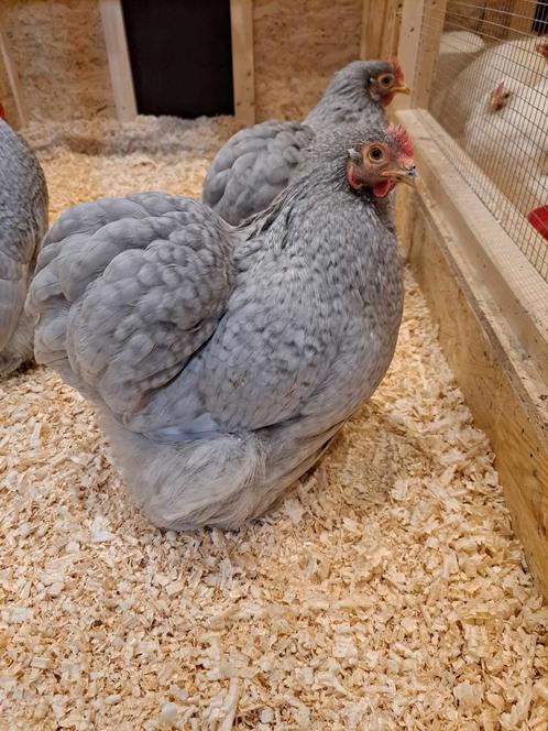Broedeieren aangeboden Cochin kippen, Dieren en Toebehoren, Pluimvee, Kip, Geslacht onbekend