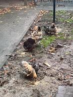 Gratis Brahma kuikens, Dieren en Toebehoren, Pluimvee, Geslacht onbekend, Kip