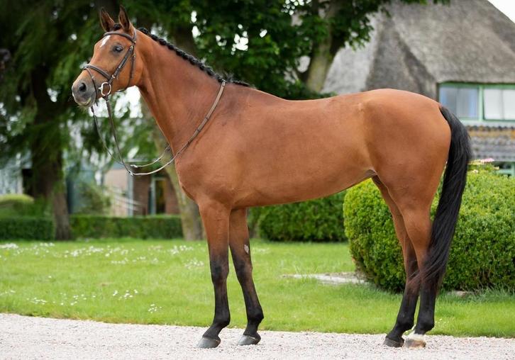 fok- of draagmerrie, Dieren en Toebehoren, Paarden, Merrie, M, 165 tot 170 cm, 7 tot 10 jaar, Springpaard, Met stamboom, Gechipt