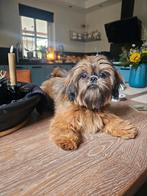 Shihi tzu, Dieren en Toebehoren, Rabiës (hondsdolheid), 15 weken tot 1 jaar, Overige rassen, Teef