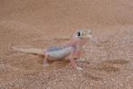 Gezocht: Pachydactylus rangei (woestijngekko), Dieren en Toebehoren, Reptielen en Amfibieën