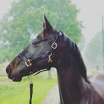 10 jarige KWPN merrie (Fairytale x Gribraldi), Dieren en Toebehoren, Paarden, Merrie, B, Gechipt, Dressuurpaard
