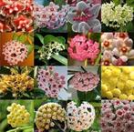 Verschillende Hoya stekken , 3 voor 5 euro, Ophalen of Verzenden, Halfschaduw, Minder dan 100 cm