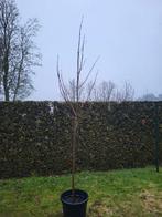 Boom esdoorn, Tuin en Terras, Bloeit niet, Overige soorten, 250 tot 400 cm, Ophalen