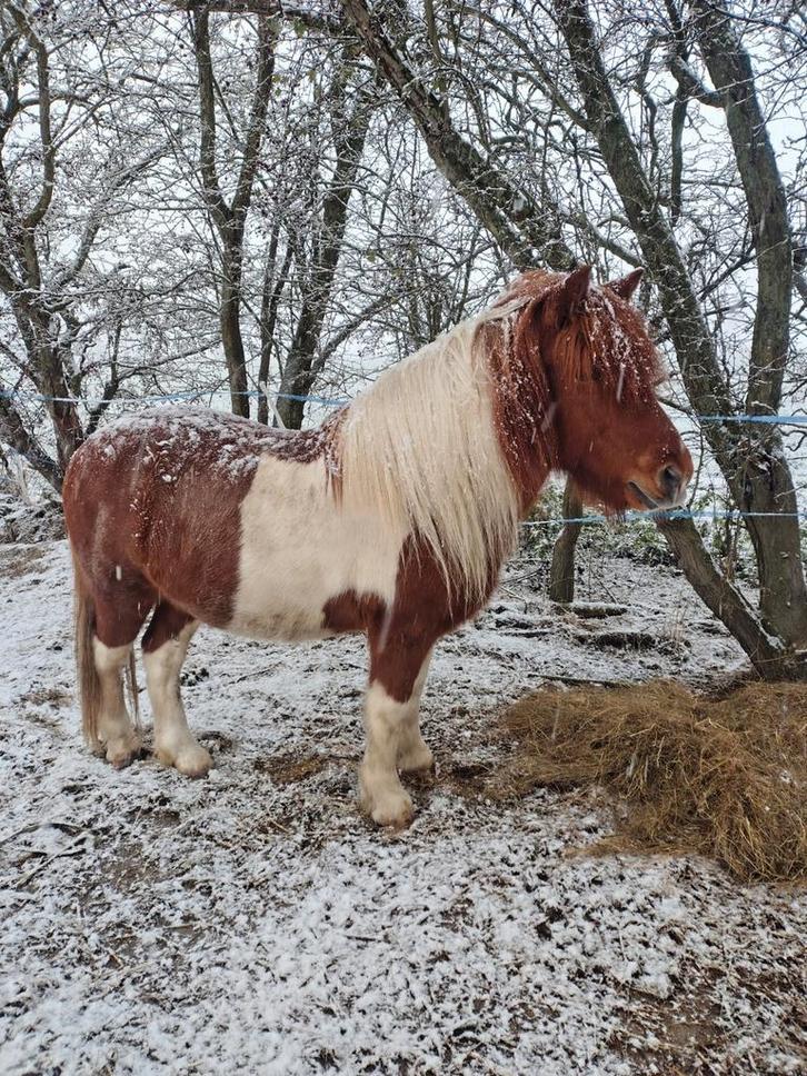 IJslander recreatie ruin 16 jaar, Dieren en Toebehoren, Paarden en Pony's | Overige Paardenspullen, Overige soorten, Ophalen