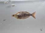 Rode regenboogvis (Glossolepis incisus) - bewezen kweekgroep, Dieren en Toebehoren, Vis, Zoetwatervis, Schoolvis