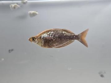 Rode regenboogvis (Glossolepis incisus) - bewezen kweekgroep beschikbaar voor biedingen