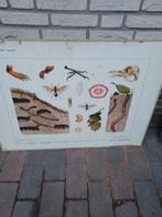Te koop oude school/les platen., Ophalen