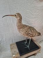 Opgezette vogel, Ophalen of Verzenden, Zo goed als nieuw, Vogel, Opgezet dier