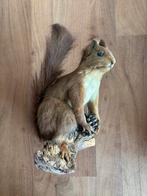 Opgezete Eekhoorn op Houten stronk., Ophalen